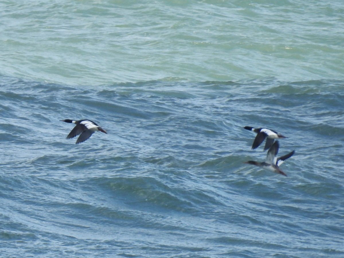 Red-breasted Merganser - ML614671775