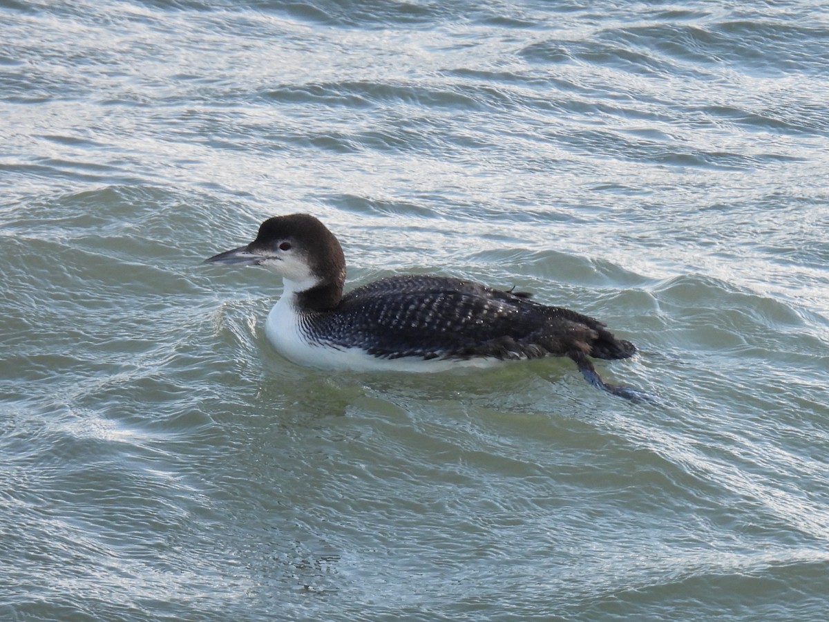 Plongeon huard - ML614671796