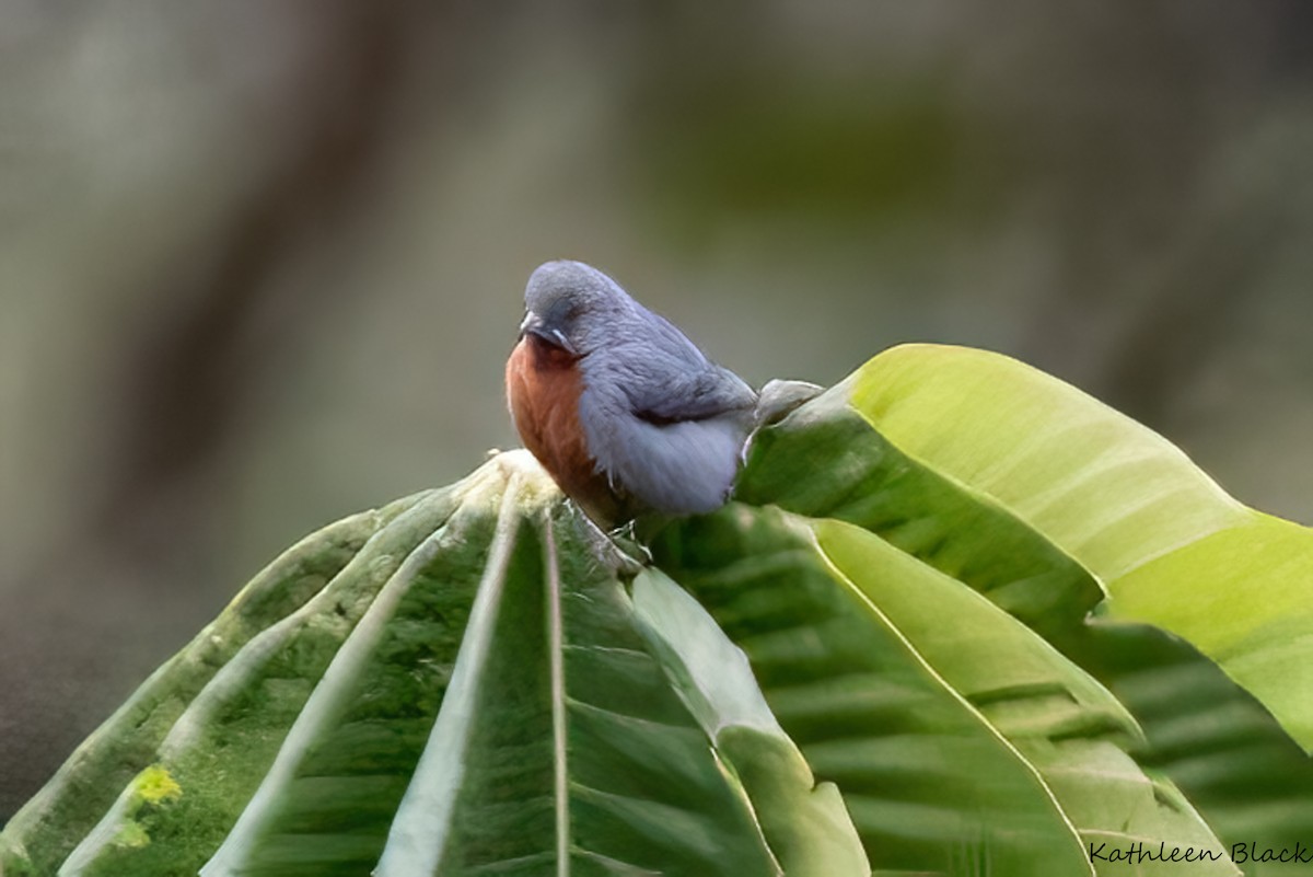 Chestnut-bellied Seedeater - ML614671833