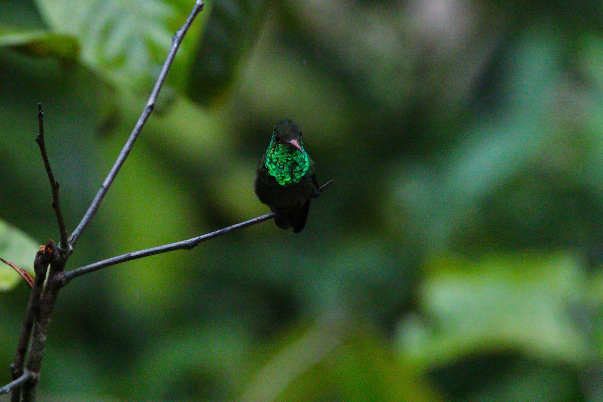 Rufous-tailed Hummingbird - ML614671850