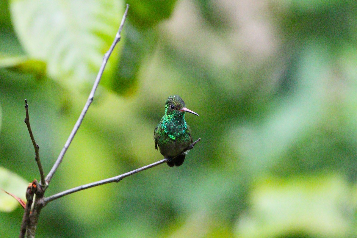 Rufous-tailed Hummingbird - ML614671853