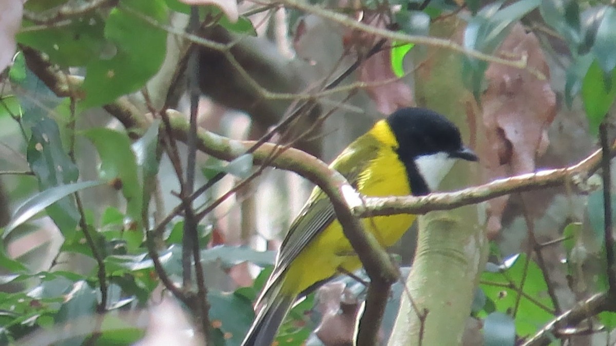 Golden Whistler (Eastern) - ML614671863