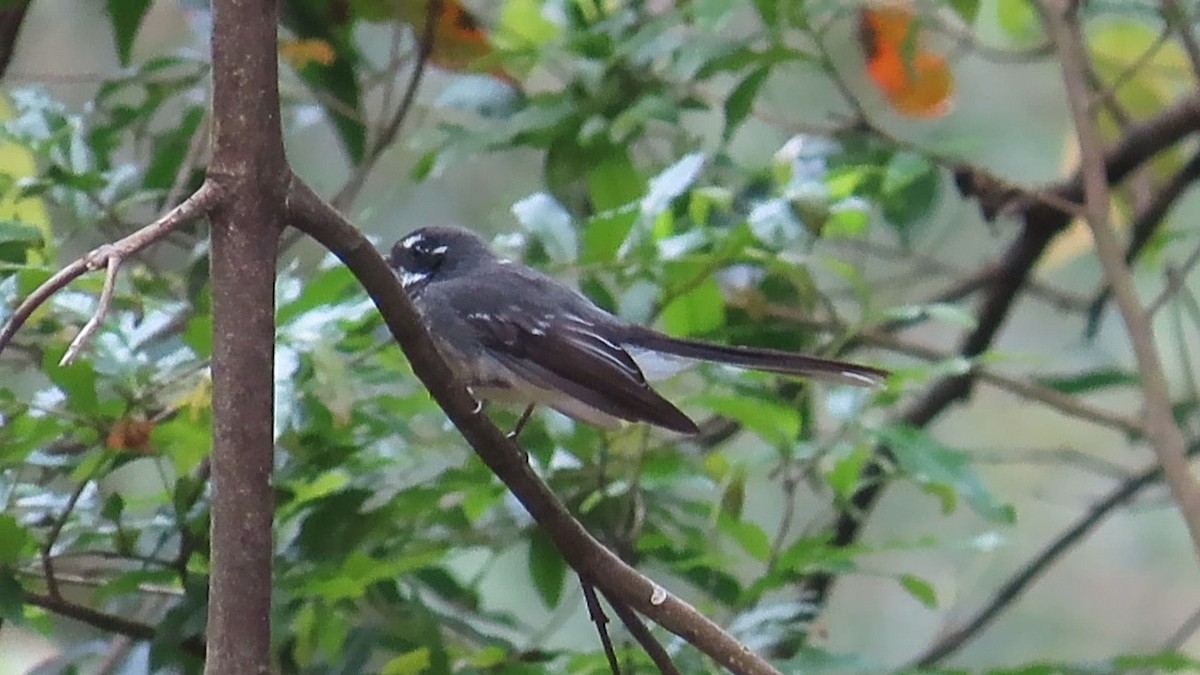 Gray Fantail - Rolo Rodsey