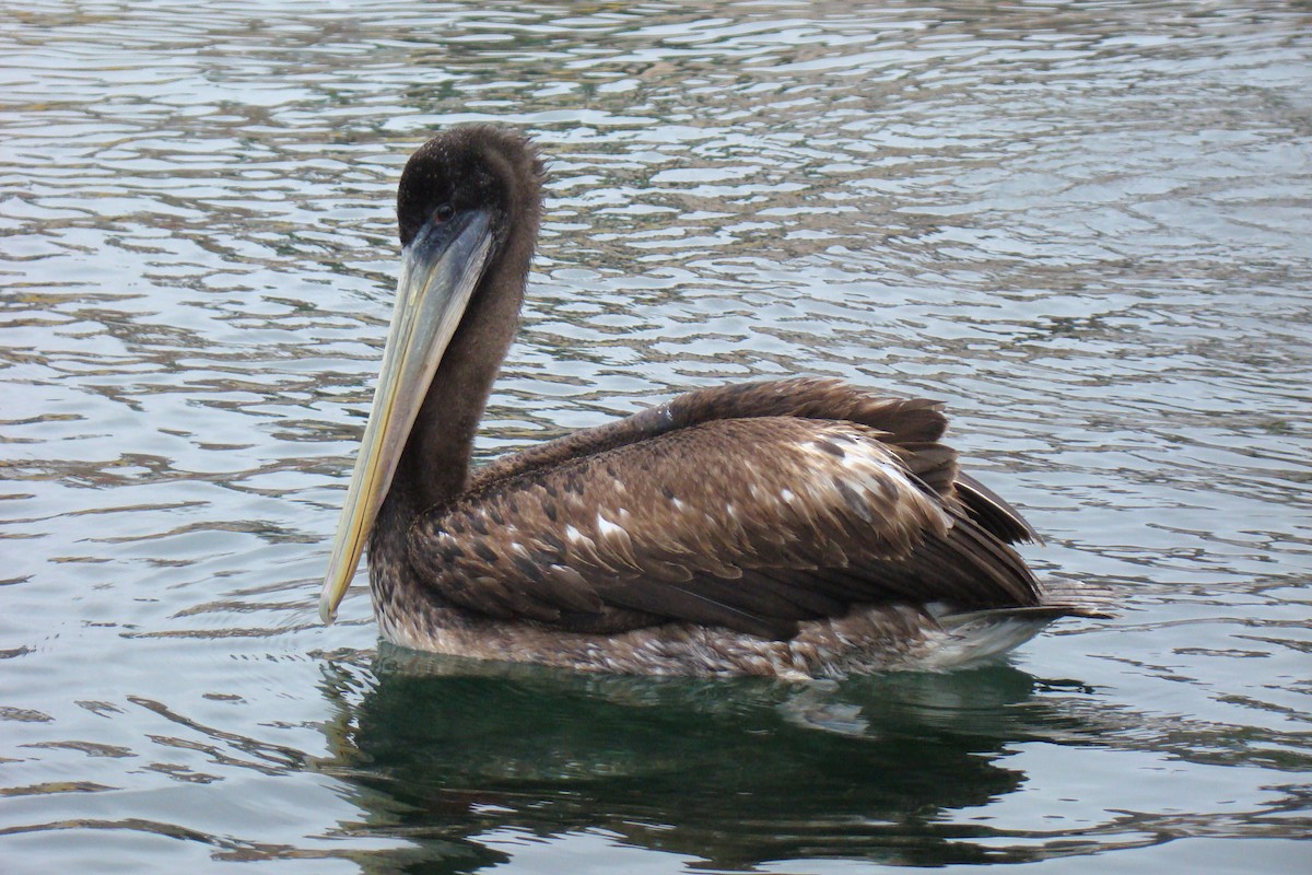 Peruvian Pelican - ML614671868