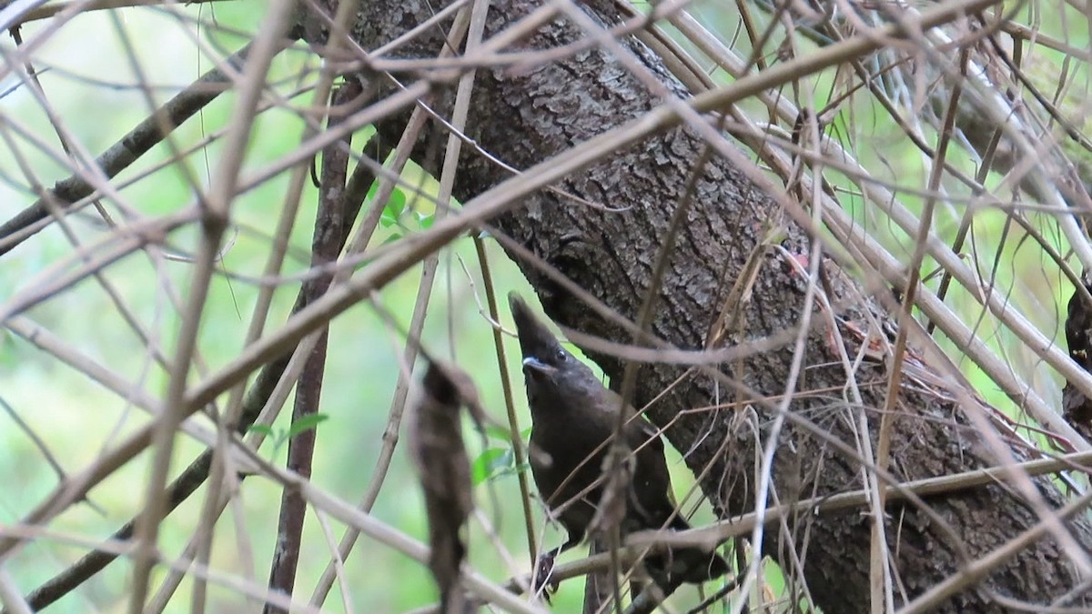 Eastern Whipbird - Rolo Rodsey