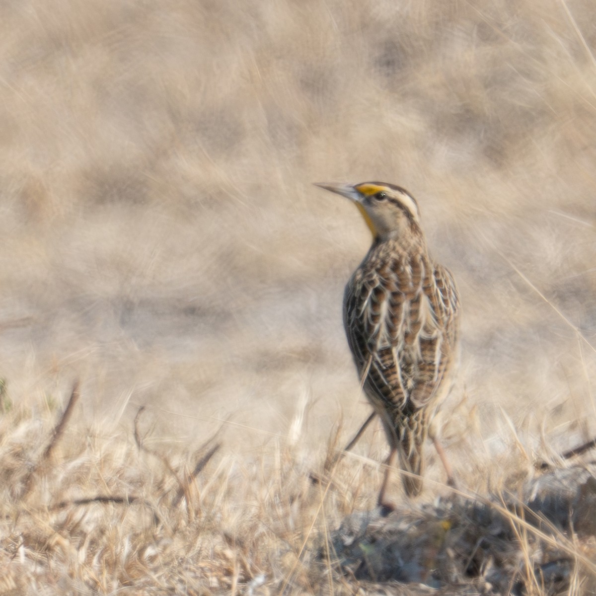 Chihuahuan Meadowlark - ML614671890
