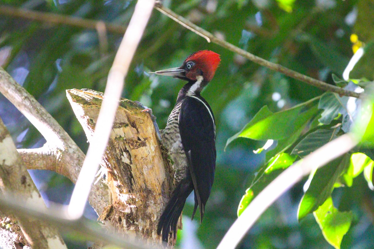 Pale-billed Woodpecker - ML614671896