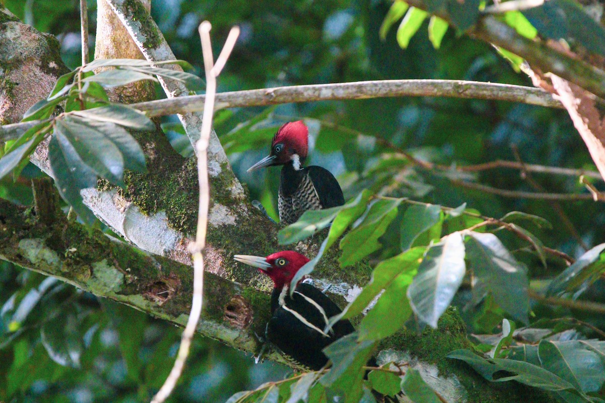 Pale-billed Woodpecker - ML614671897