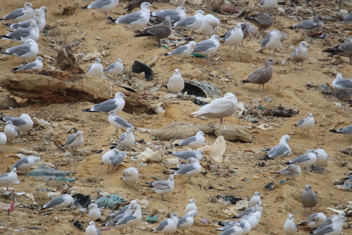 Glaucous Gull - ML614671907