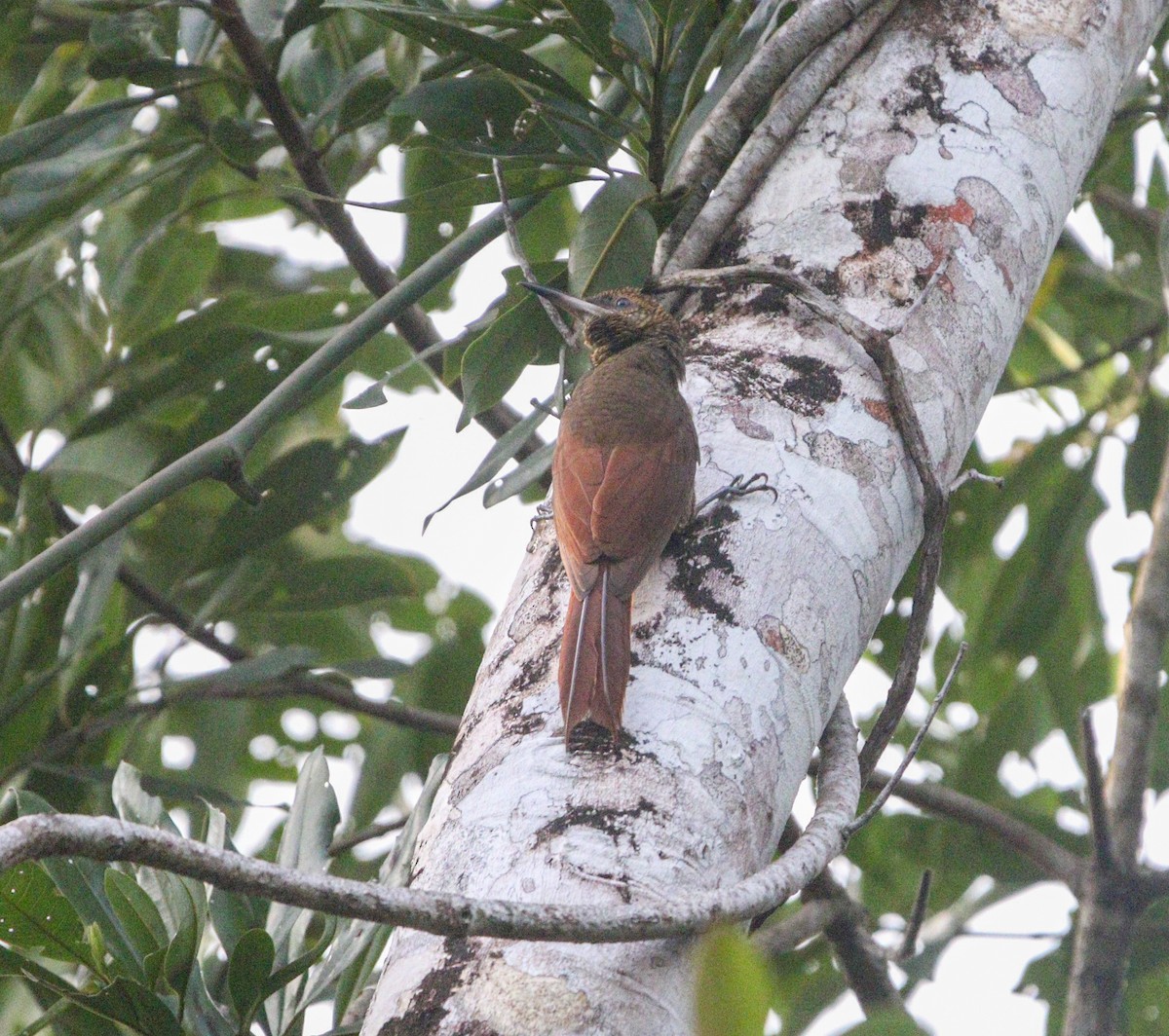 Northern Barred-Woodcreeper - ML614671915