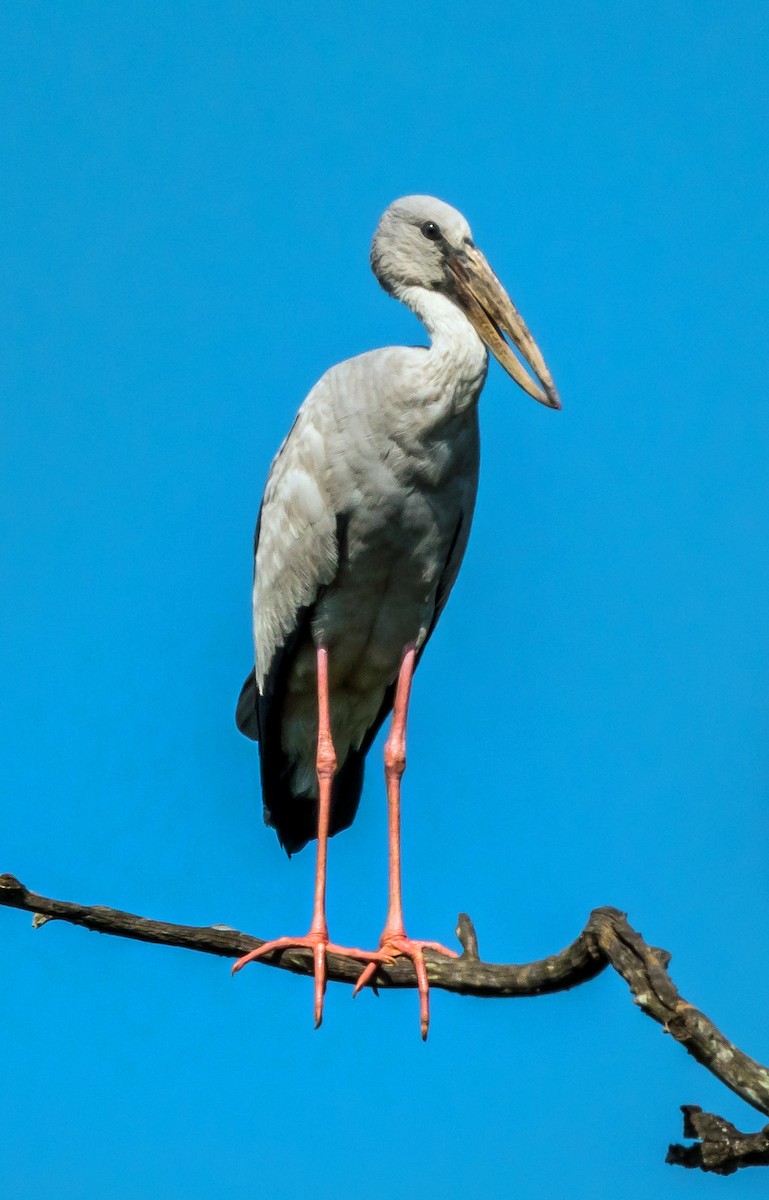 Asian Openbill - Russell Scott