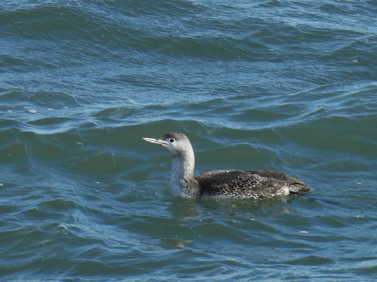 Sterntaucher - ML614672026