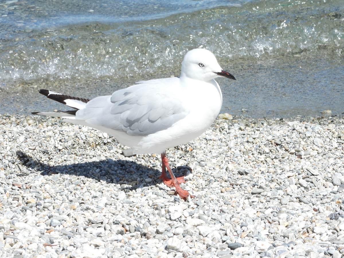 Black-billed Gull - ML614672034