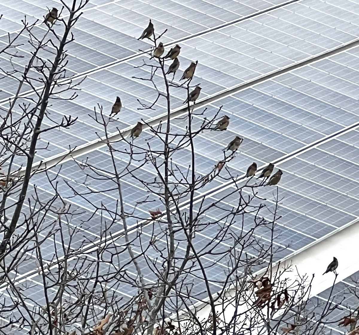 brkoslav americký - ML614672067