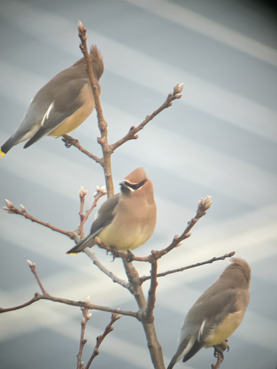 brkoslav americký - ML614672068