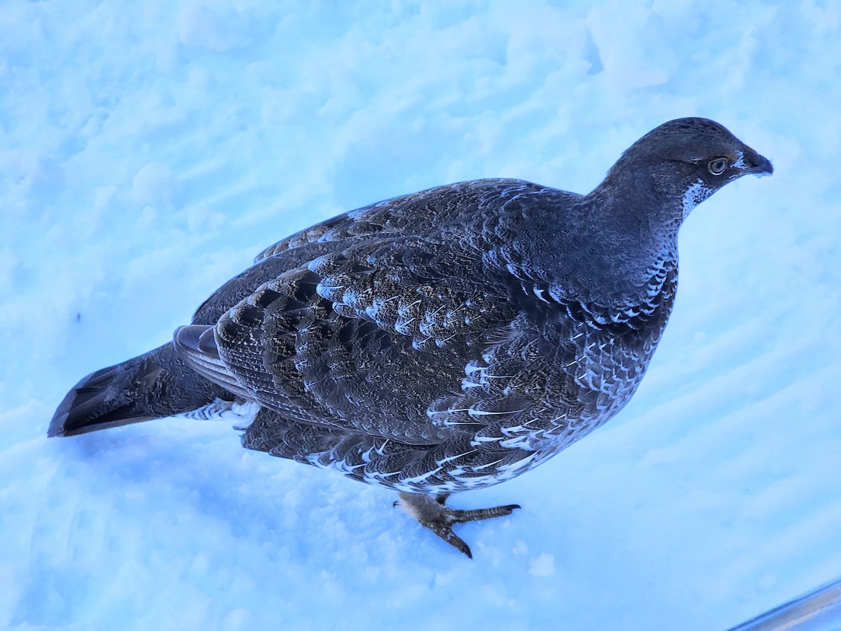 Sooty Grouse - ML614672090