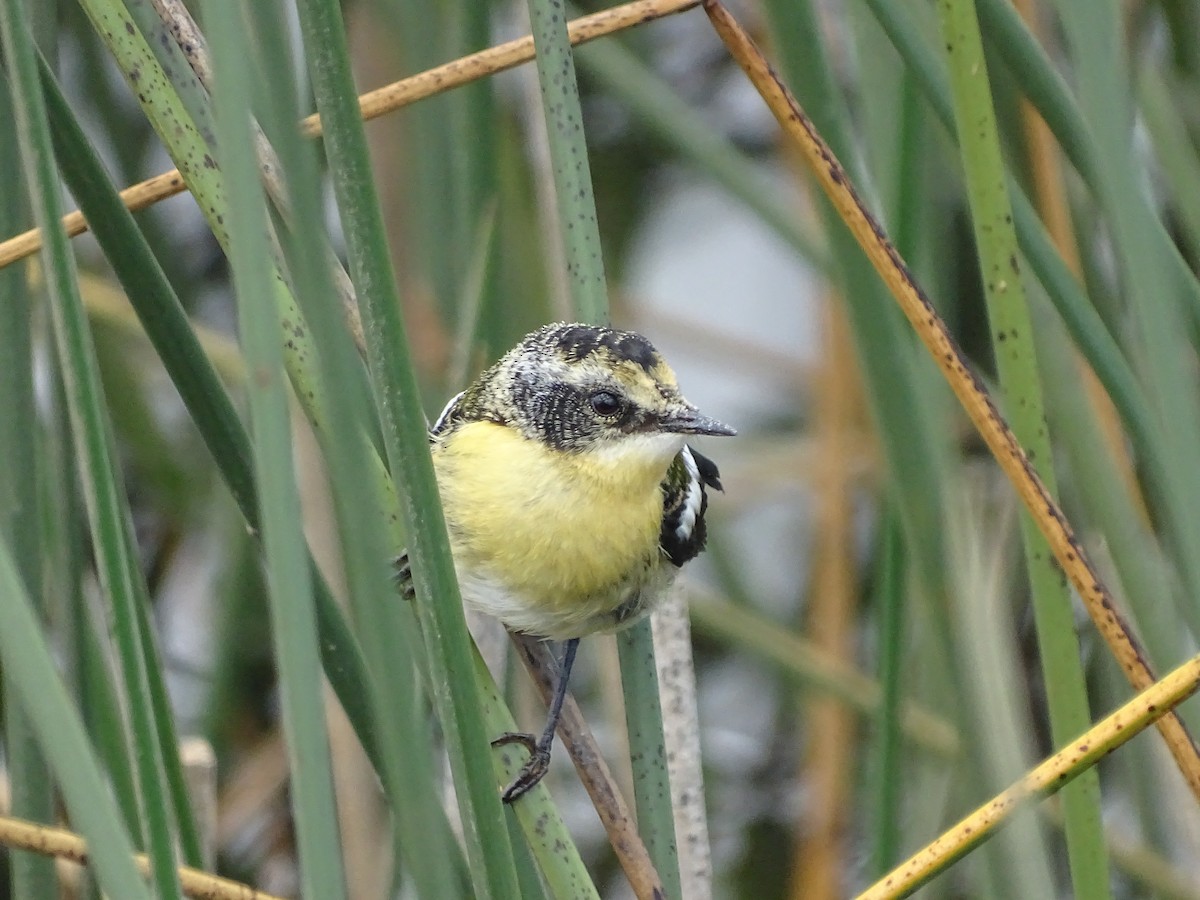 Many-colored Rush Tyrant - José Ignacio Catalán Ruiz