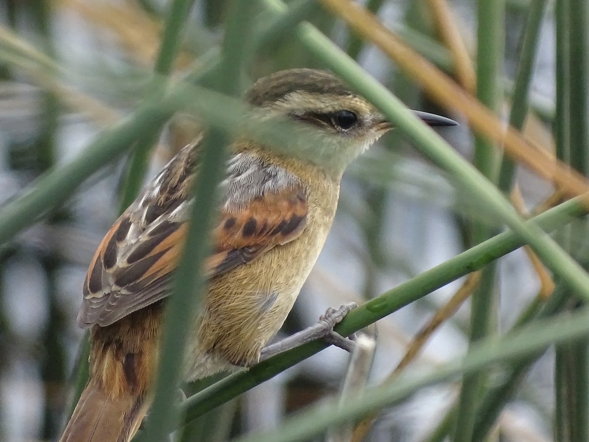 Wren-like Rushbird - José Ignacio Catalán Ruiz