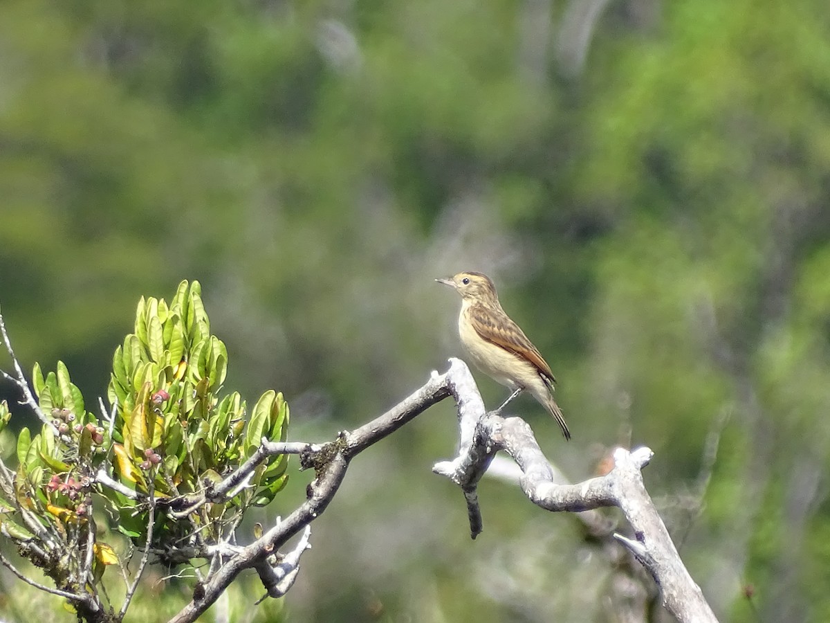 Spectacled Tyrant - José Ignacio Catalán Ruiz