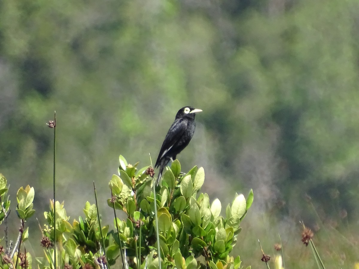 Spectacled Tyrant - José Ignacio Catalán Ruiz