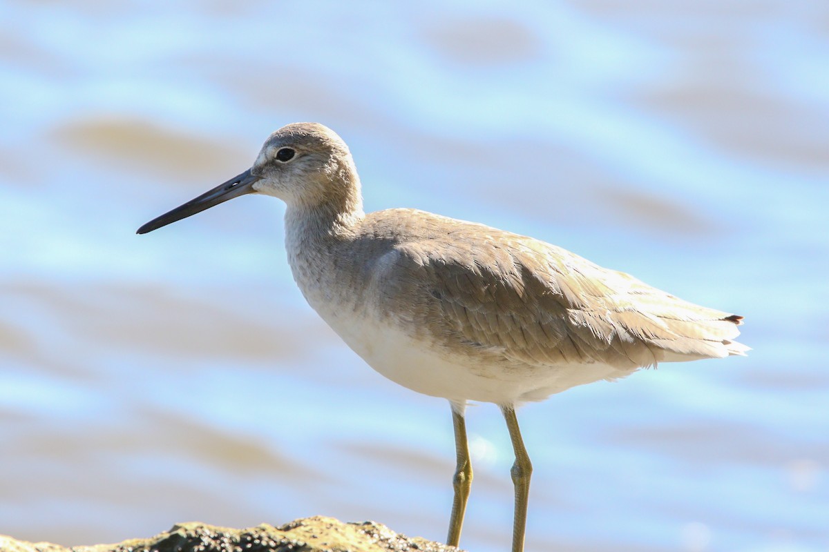 Willet - ML614672176