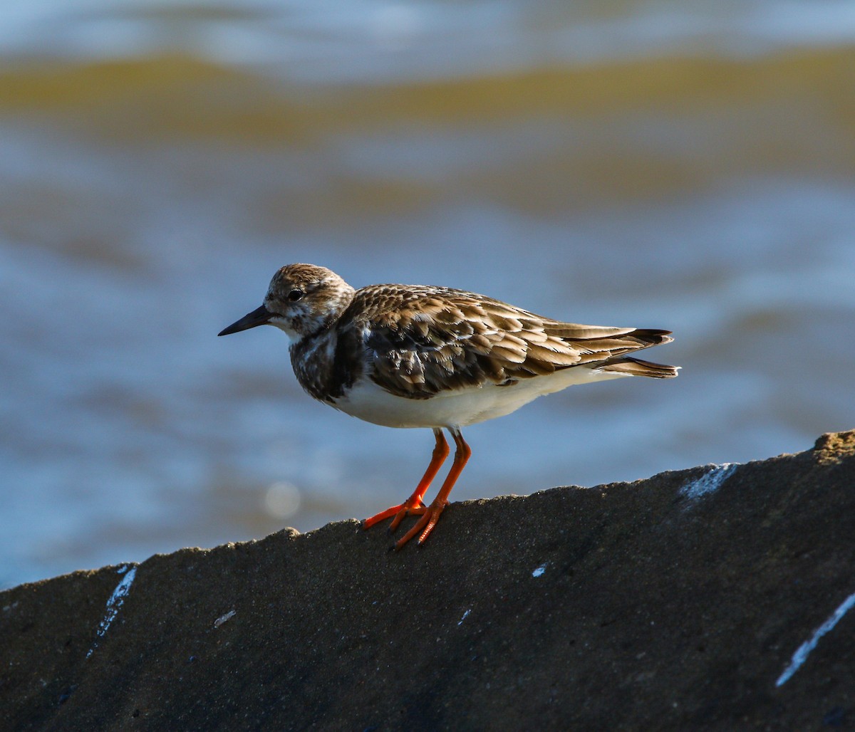 Ruddy Turnstone - ML614672191