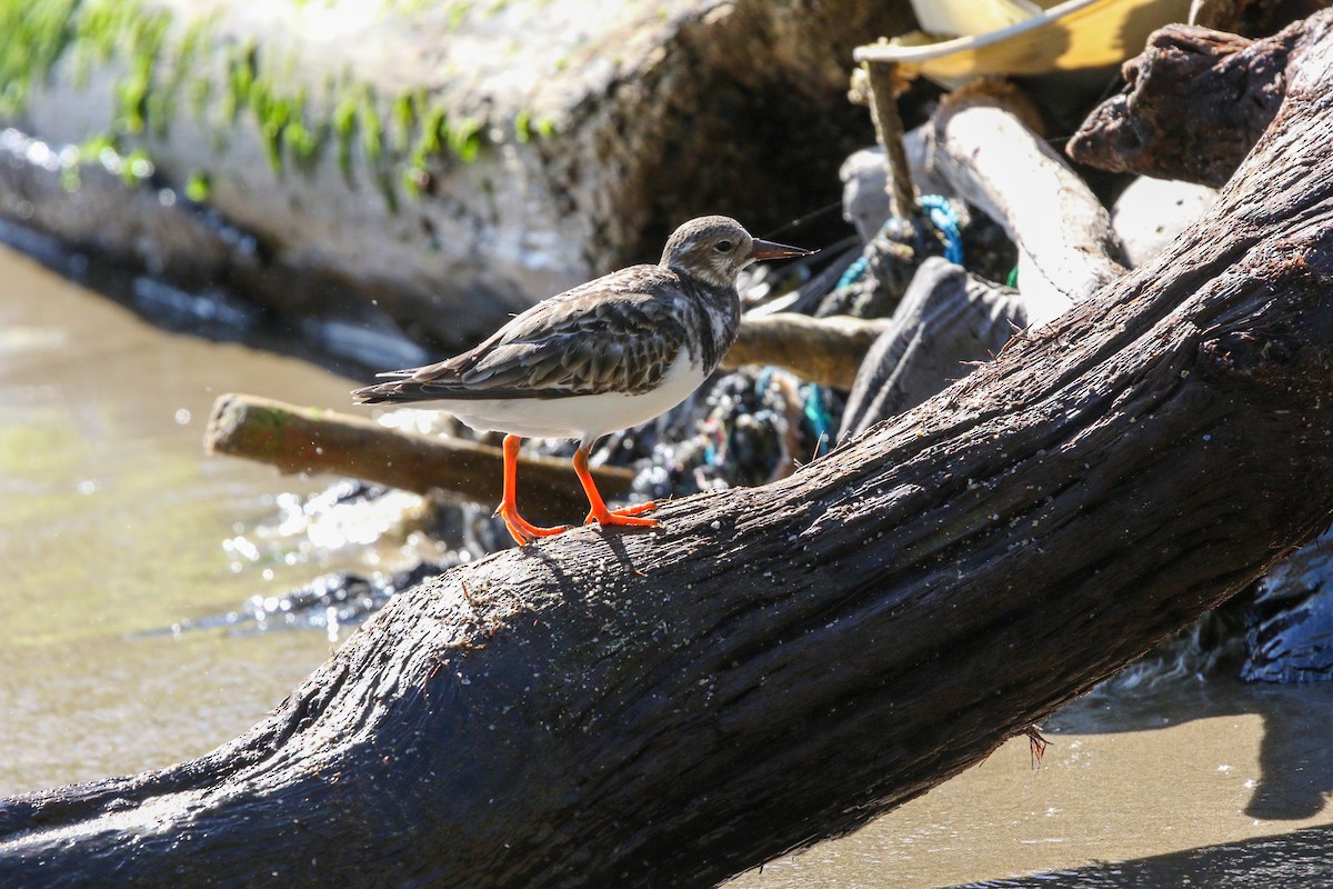 Ruddy Turnstone - ML614672193