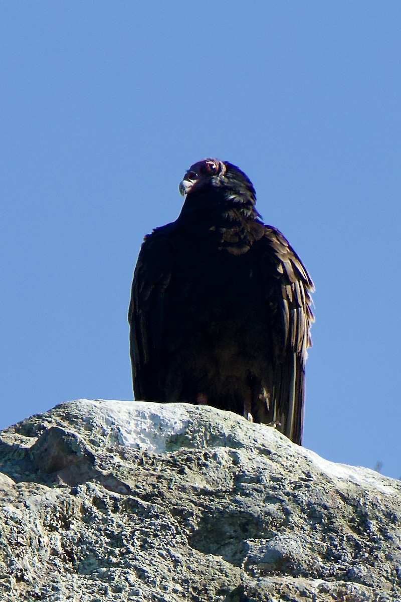 Turkey Vulture - Frank Severson