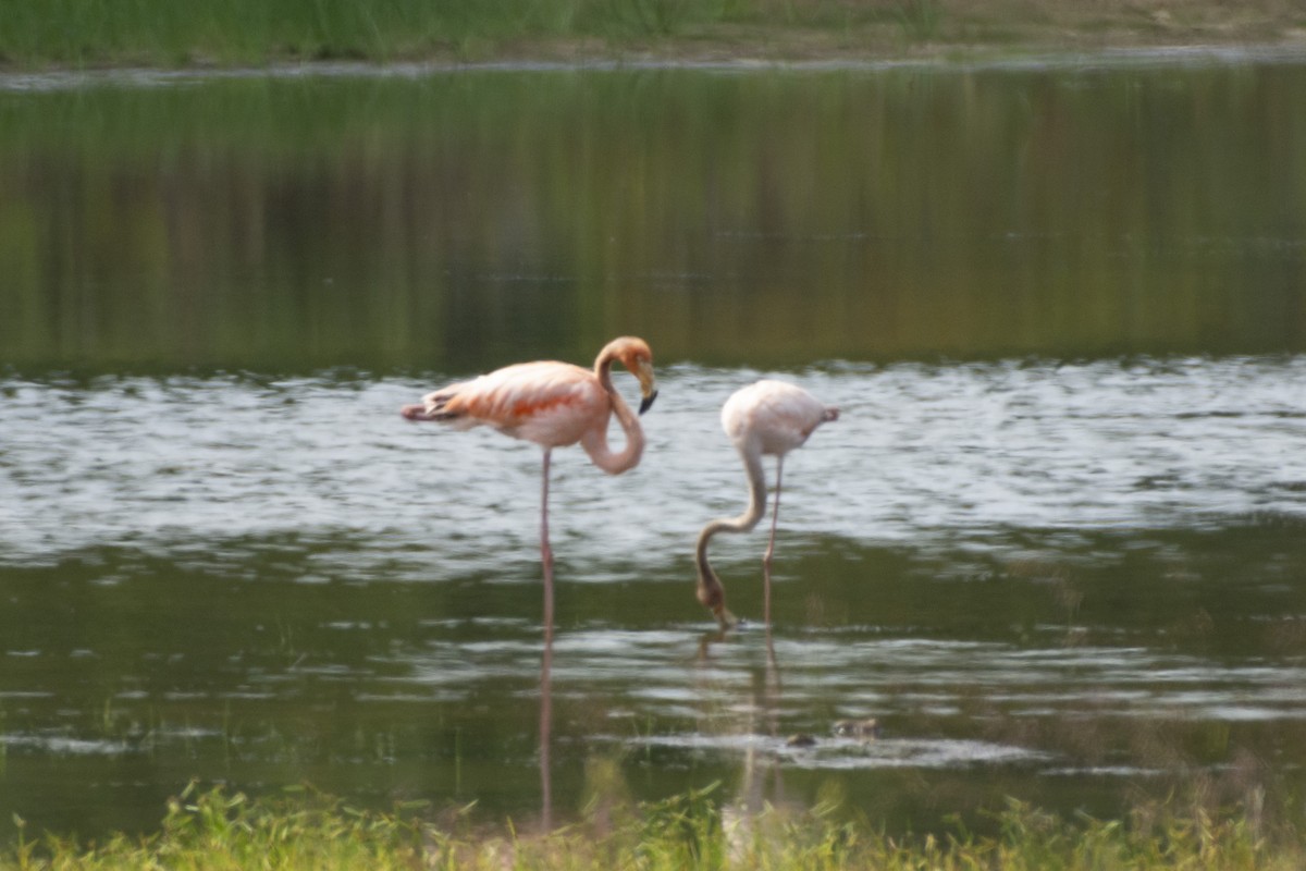Amerika Flamingosu - ML614672209