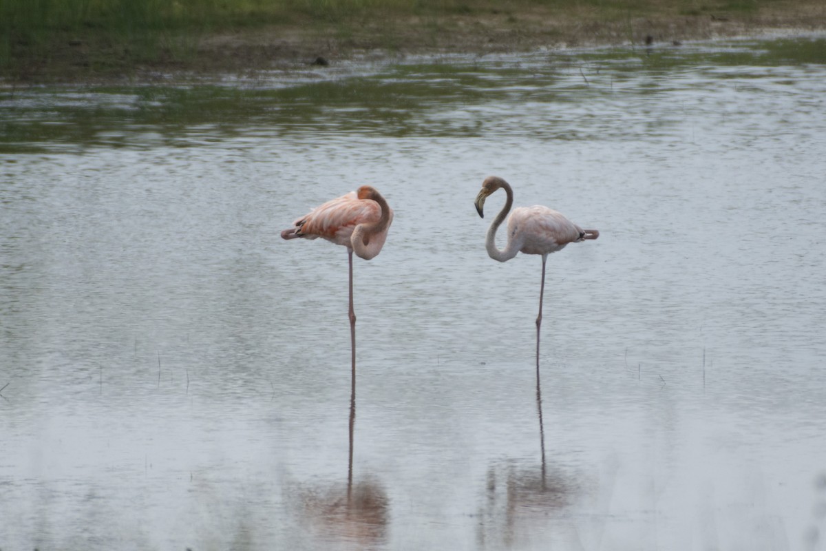 American Flamingo - ML614672225