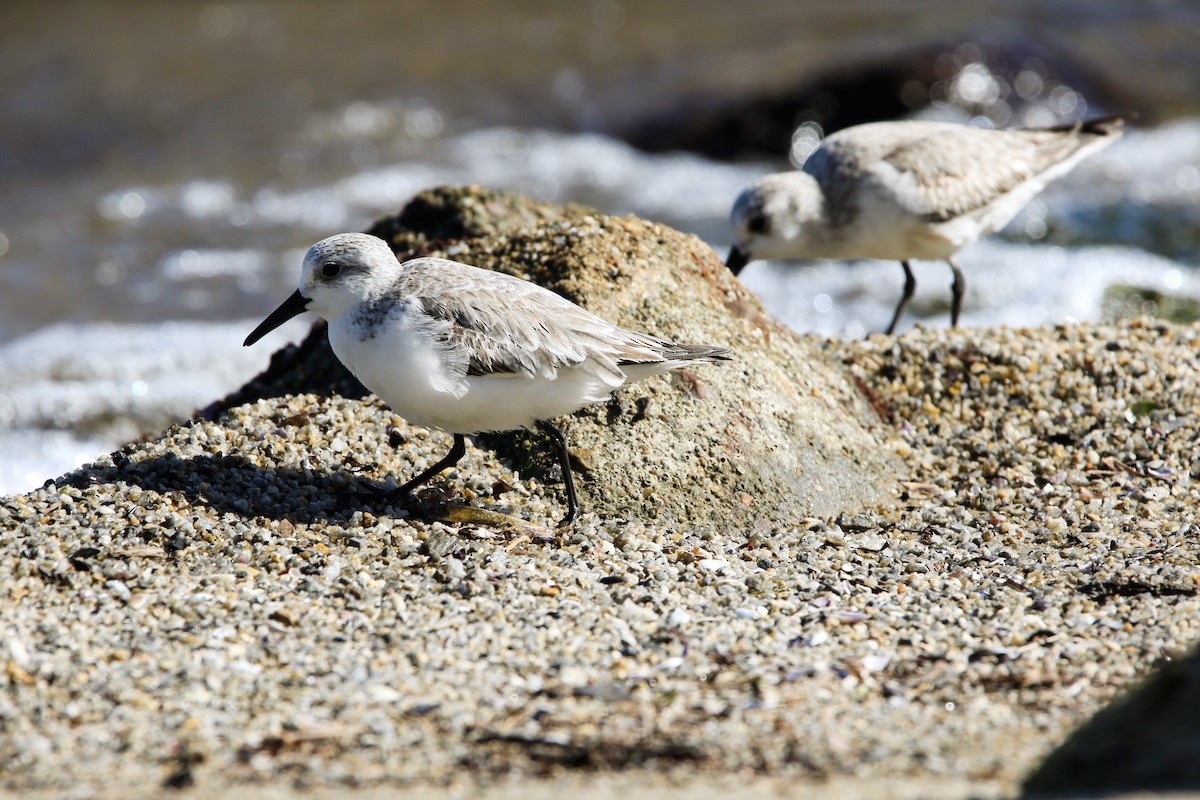 Sanderling - Matthew  Sacul