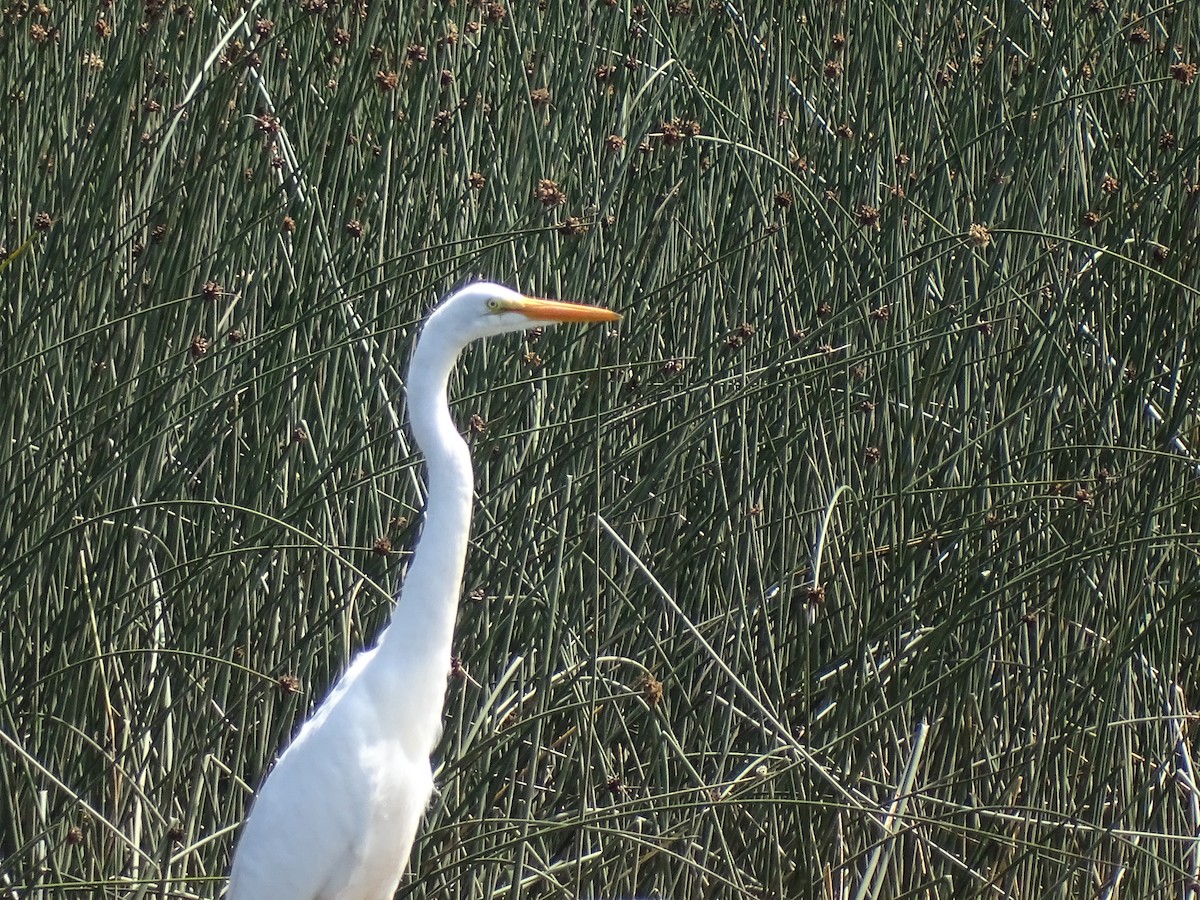 Great Egret - José Ignacio Catalán Ruiz