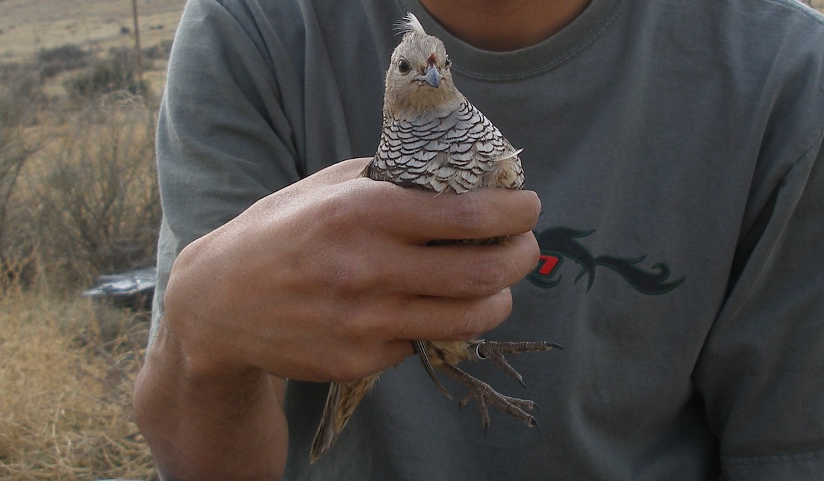 Scaled Quail - ML614672285