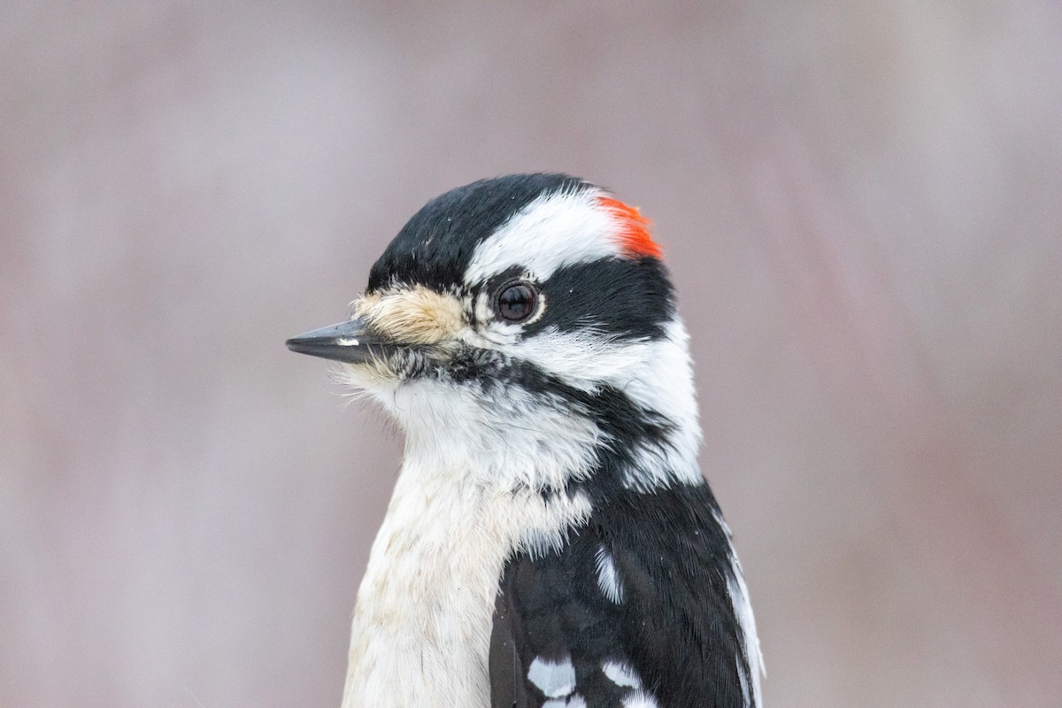 Downy Woodpecker - ML614672309