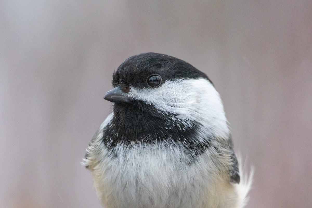 Mésange à tête noire - ML614672317