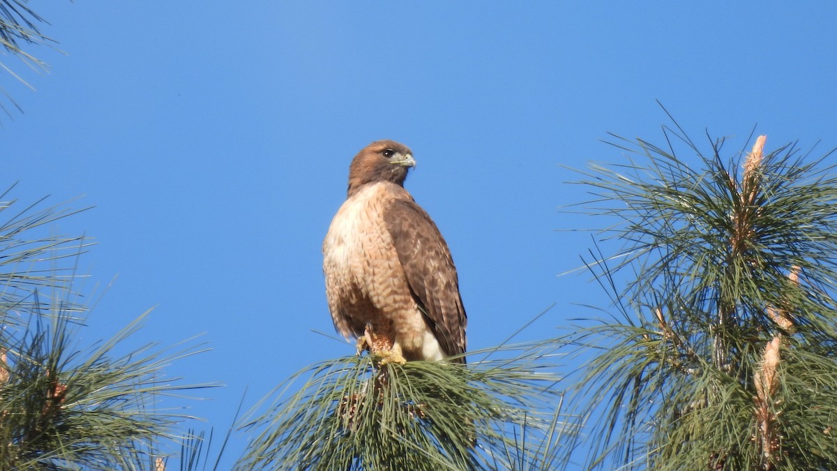 Red-tailed Hawk - ML614672335