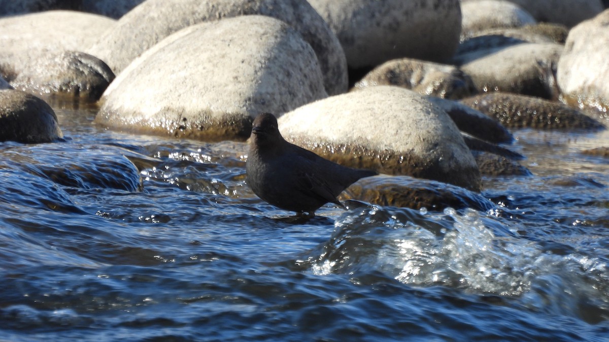 American Dipper - ML614672368