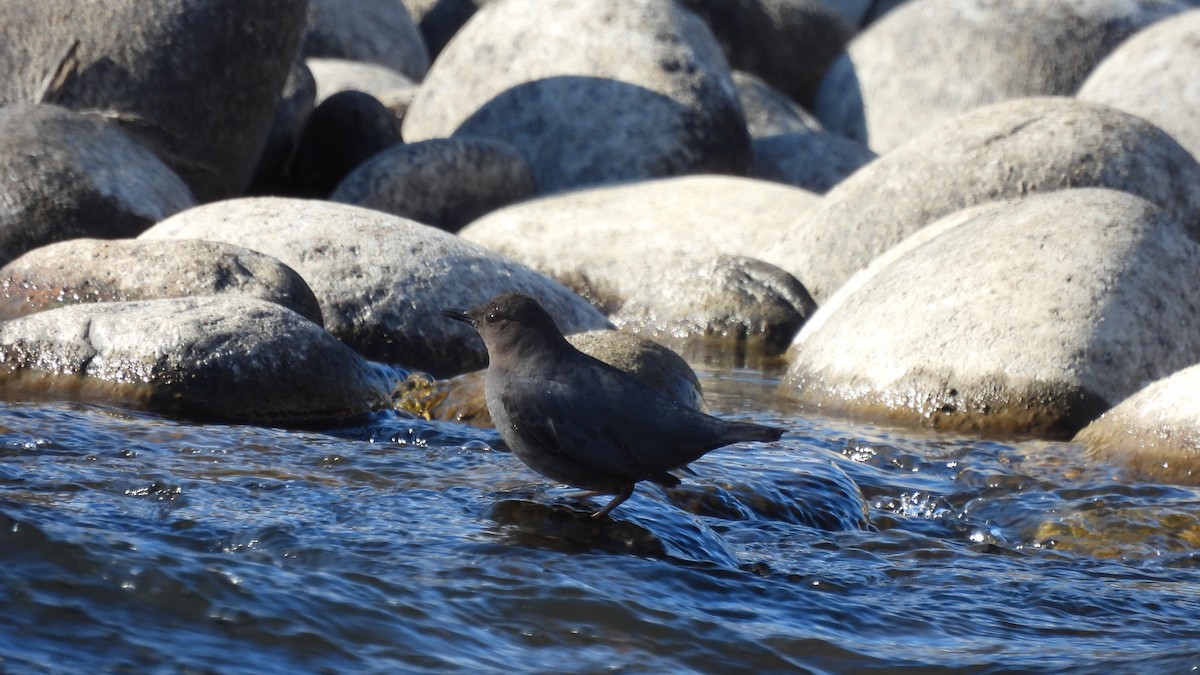 American Dipper - ML614672369