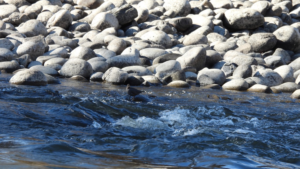 American Dipper - ML614672370