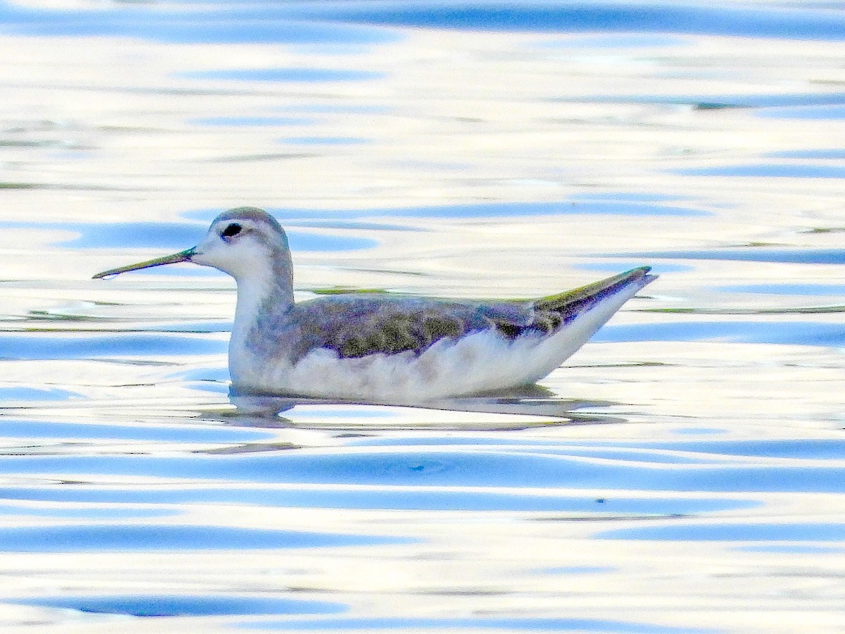 Wilson's Phalarope - Vee Cee (*v*)