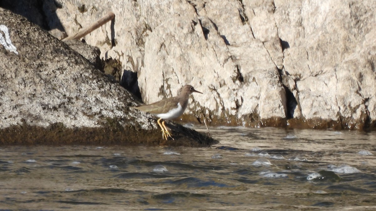 Spotted Sandpiper - ML614672406