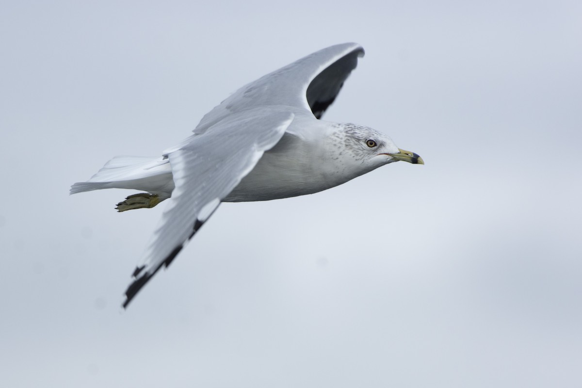 Ring-billed Gull - Oliver Patrick