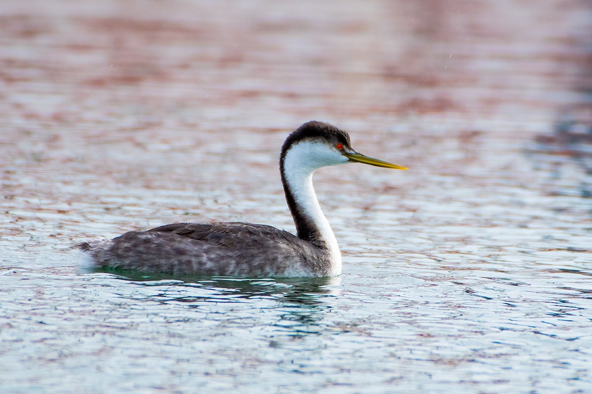 Western x Clark's Grebe (hybrid) - ML614672498