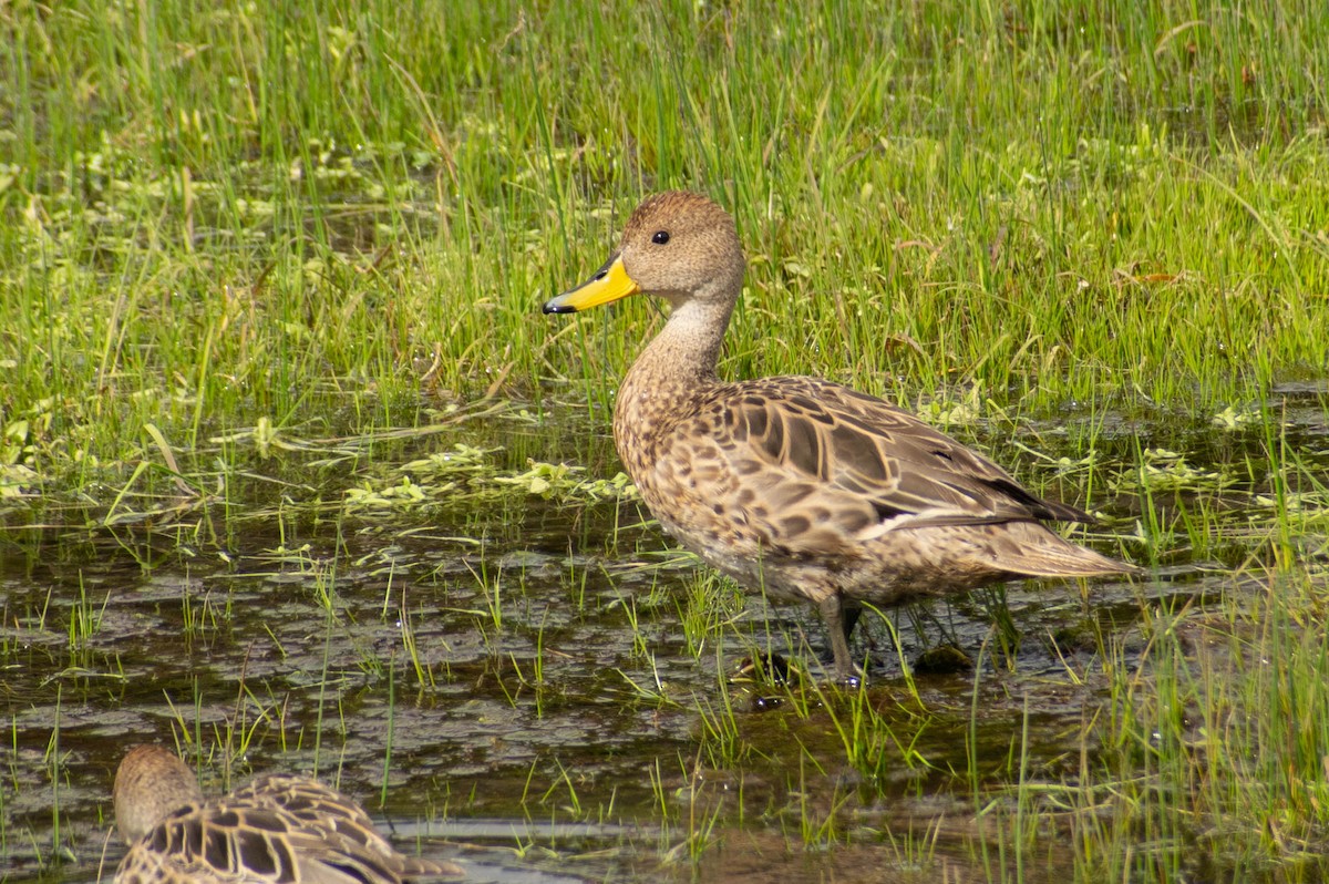 Yellow-billed Pintail - ML614672504