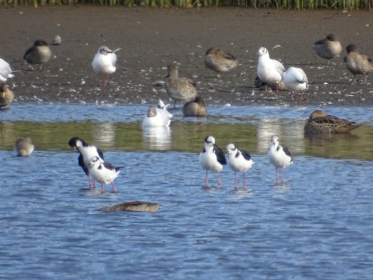 Black-necked Stilt - ML614672535