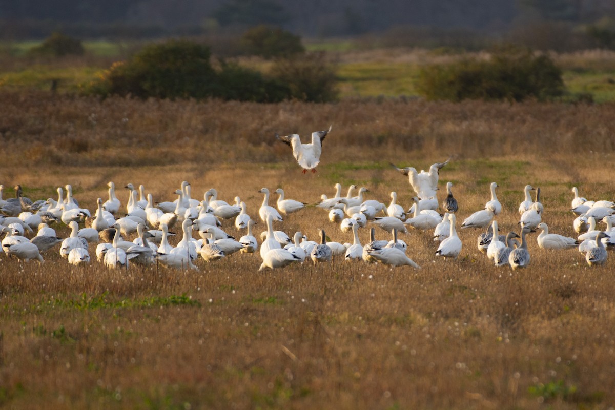 Snow Goose - Oliver Patrick