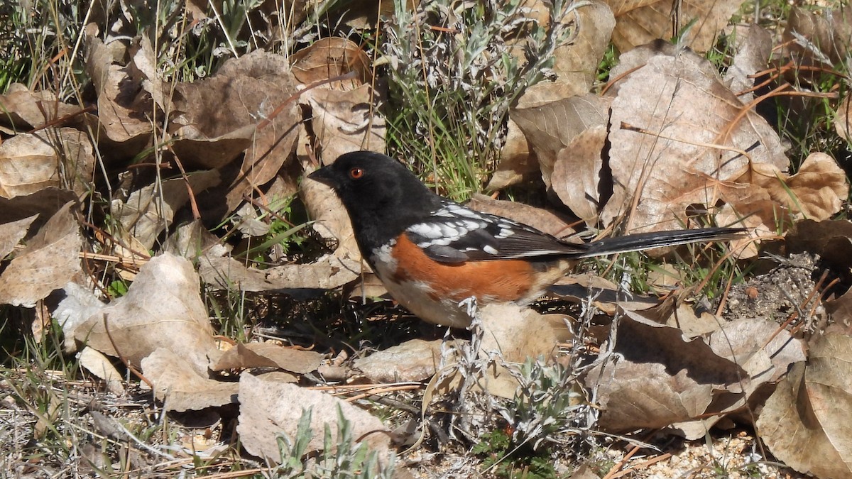 Spotted Towhee - ML614672609