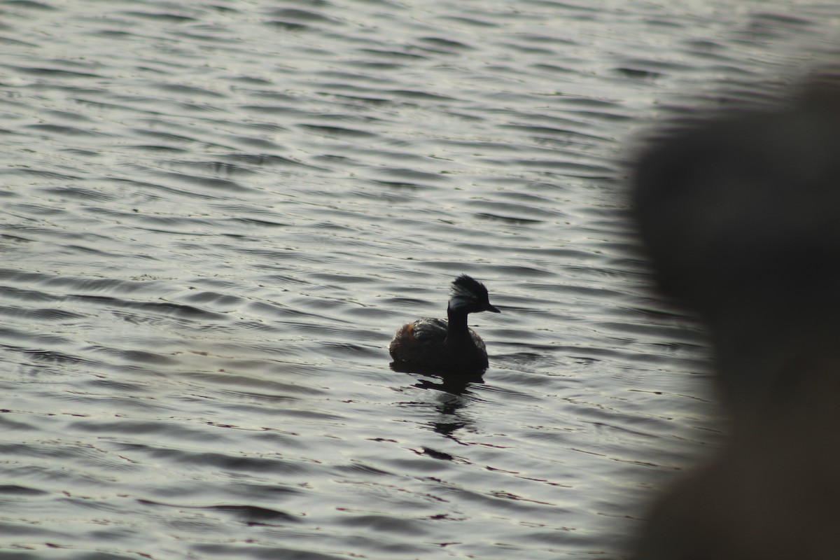 White-tufted Grebe - ML614672661