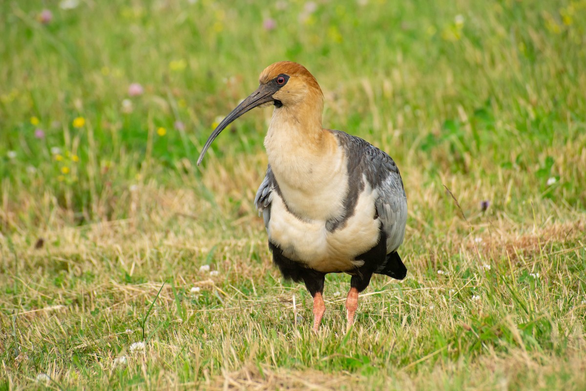 Black-faced Ibis - ML614672671