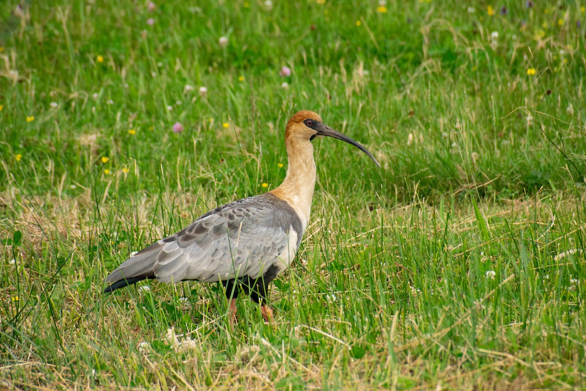 Black-faced Ibis - ML614672672